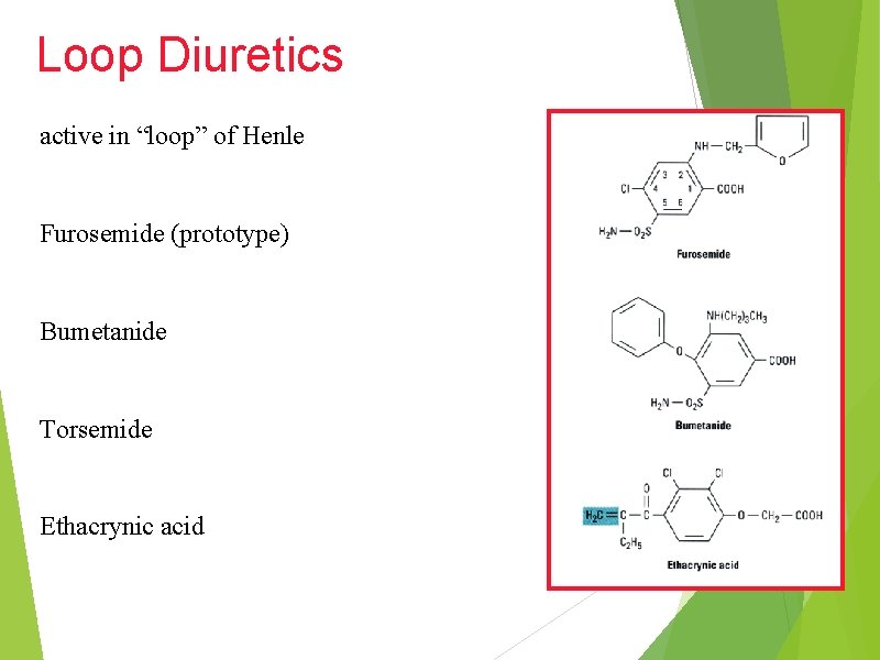 Loop Diuretics active in “loop” of Henle Furosemide (prototype) Bumetanide Torsemide Ethacrynic acid 