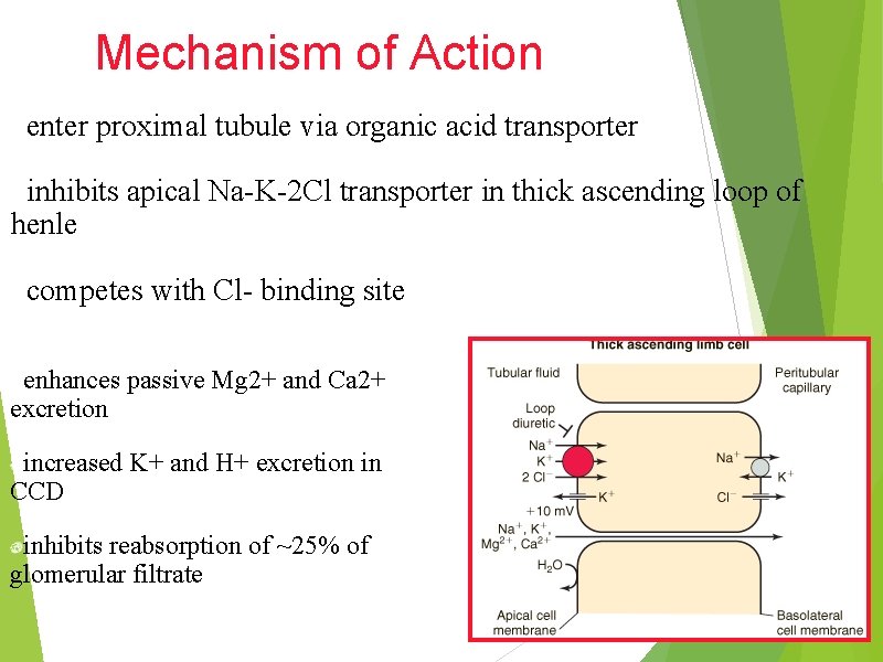 Mechanism of Action enter proximal tubule via organic acid transporter inhibits apical Na-K-2 Cl