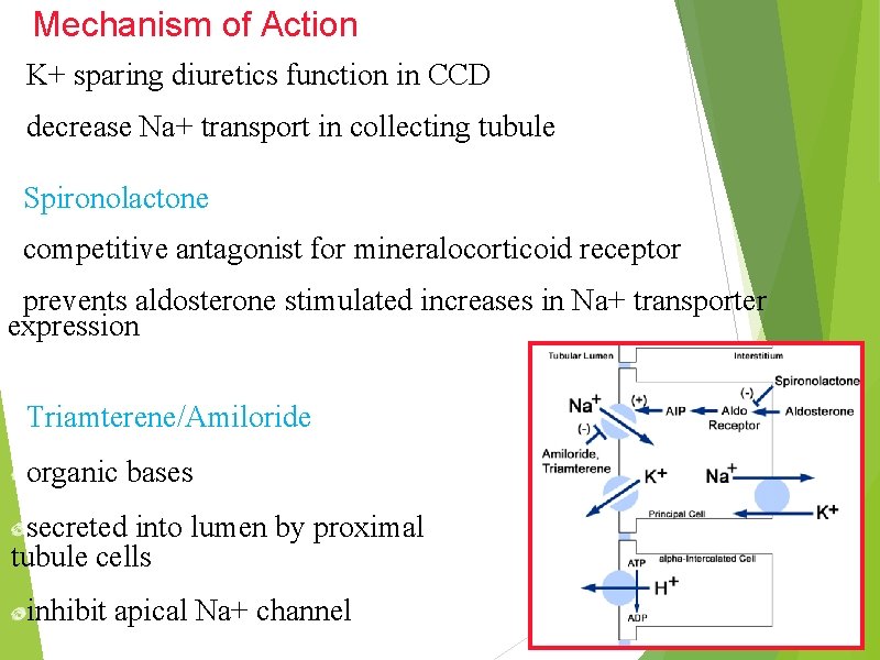 Mechanism of Action K+ sparing diuretics function in CCD decrease Na+ transport in collecting