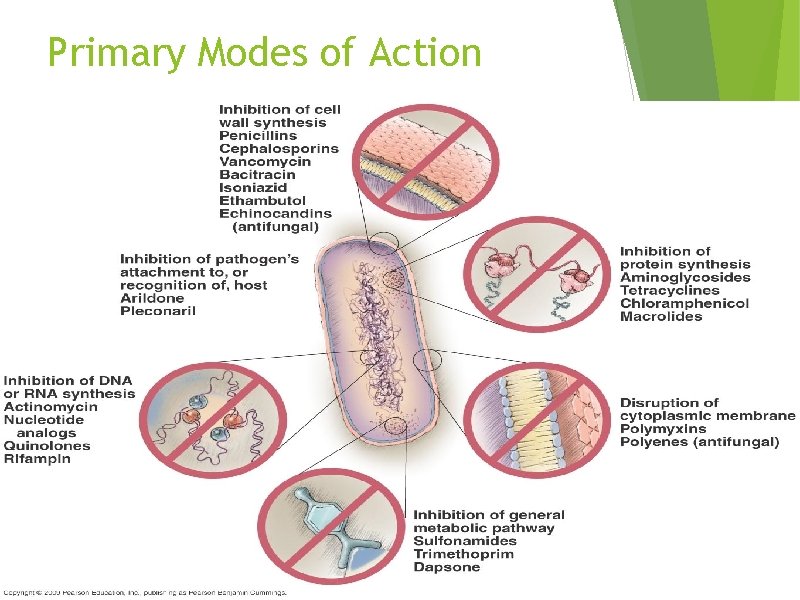 Primary Modes of Action 