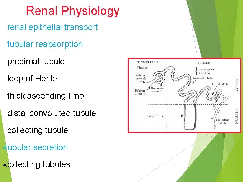 Renal Physiology renal epithelial transport tubular reabsorption proximal tubule loop of Henle thick ascending