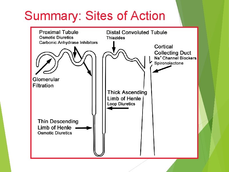 Summary: Sites of Action 