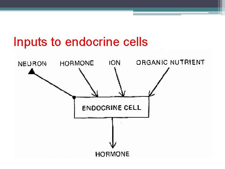 Inputs to endocrine cells 