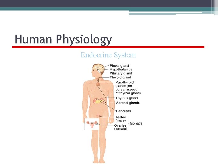 Human Physiology Endocrine System 