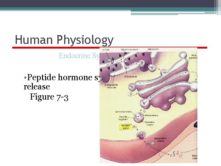 Human Physiology Endocrine System, Classification • Peptide hormone synthesis, packaging, and release Figure 7