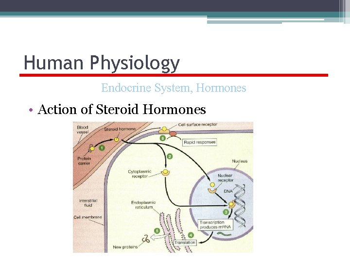 Human Physiology Endocrine System, Hormones • Action of Steroid Hormones 