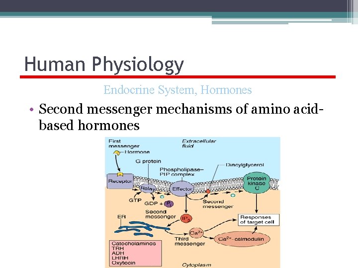 Human Physiology Endocrine System, Hormones • Second messenger mechanisms of amino acidbased hormones 