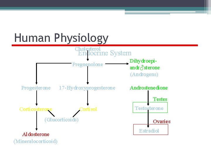 Human Physiology Cholesterol Endocrine System Pregnenolone Progesterone 17 -Hydroxyprogesterone Dihydroepiandr♂sterone (Androgens) Androstenedione Testes Corticosterone