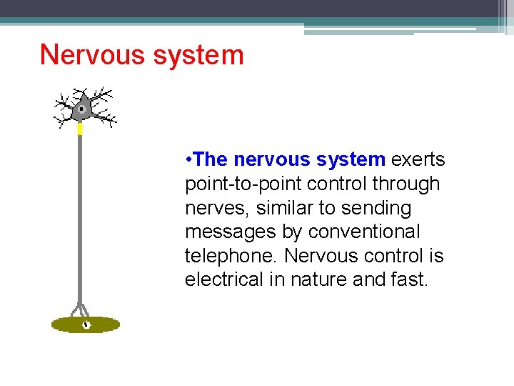 Nervous system • The nervous system exerts point-to-point control through nerves, similar to sending