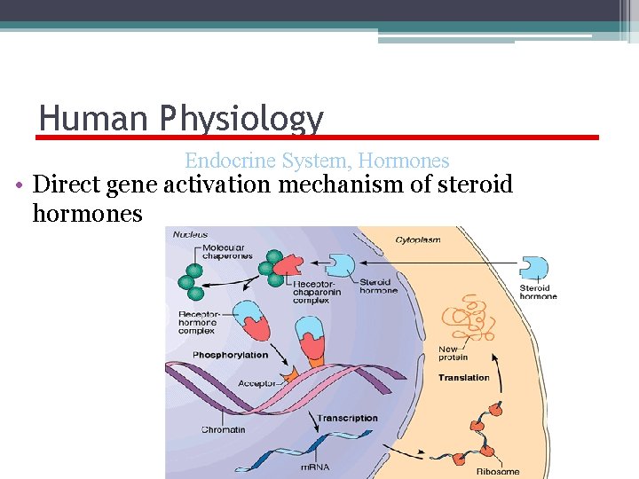 Human Physiology Endocrine System, Hormones • Direct gene activation mechanism of steroid hormones 