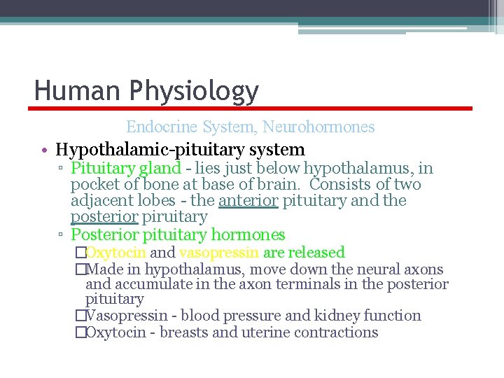 Human Physiology Endocrine System, Neurohormones • Hypothalamic-pituitary system ▫ Pituitary gland - lies just