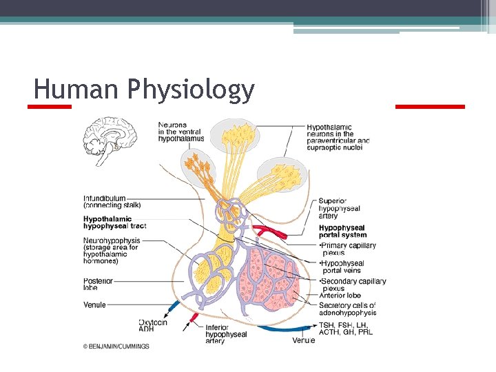 Human Physiology Endocrine System, Neurohormones 