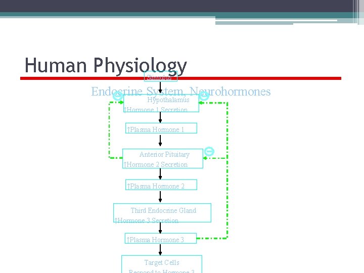 Human Physiology Stimulus Endocrine System, Neurohormones Hypothalamus ↑Hormone 1 Secretion ↑Plasma Hormone 1 Anterior