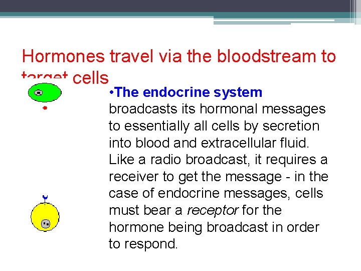 Hormones travel via the bloodstream to target cells • The endocrine system broadcasts its