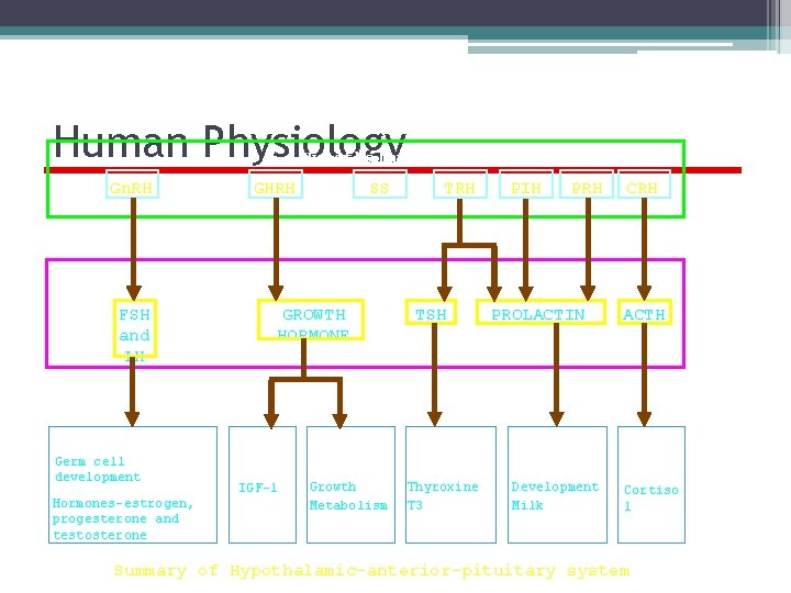 Human Physiology Hypothalamus Gn. RH FSH and LH Gonads Germ cell development Hormones-estrogen, progesterone