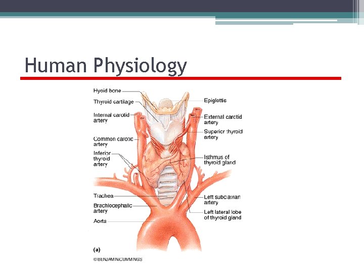 Human Physiology Endocrine System 