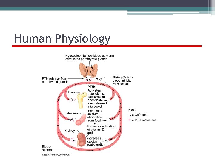 Human Physiology Endocrine System 