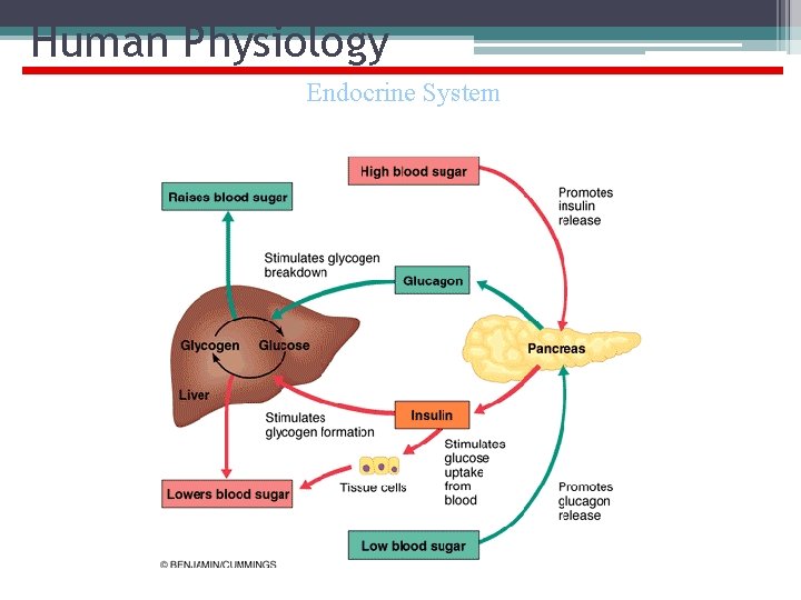 Human Physiology Endocrine System 