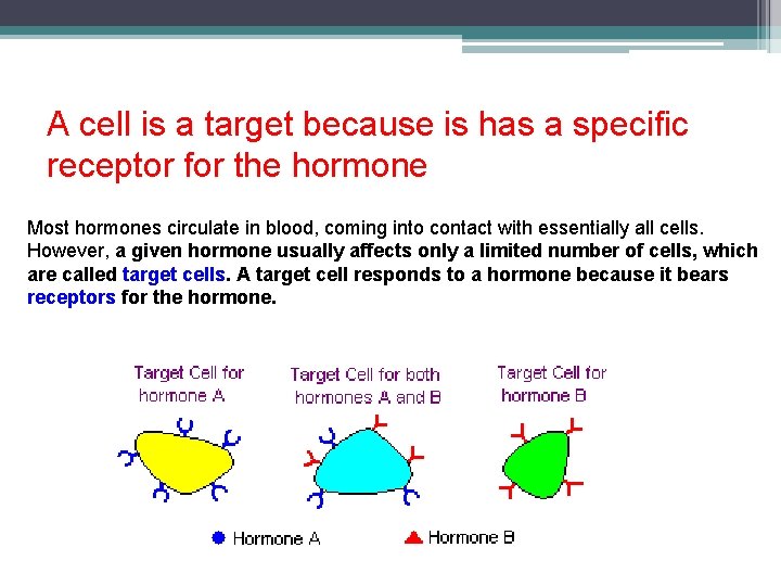 A cell is a target because is has a specific receptor for the hormone