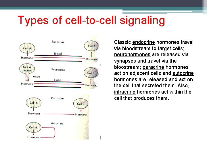 Types of cell-to-cell signaling Classic endocrine hormones travel via bloodstream to target cells; neurohormones