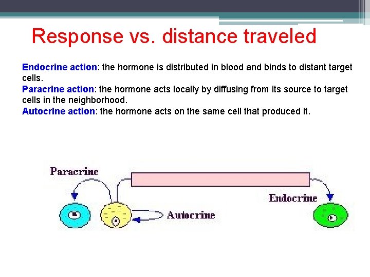 Response vs. distance traveled Endocrine action: the hormone is distributed in blood and binds