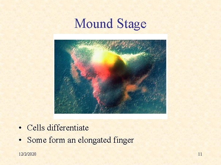 Mound Stage • Cells differentiate • Some form an elongated finger 12/2/2020 11 