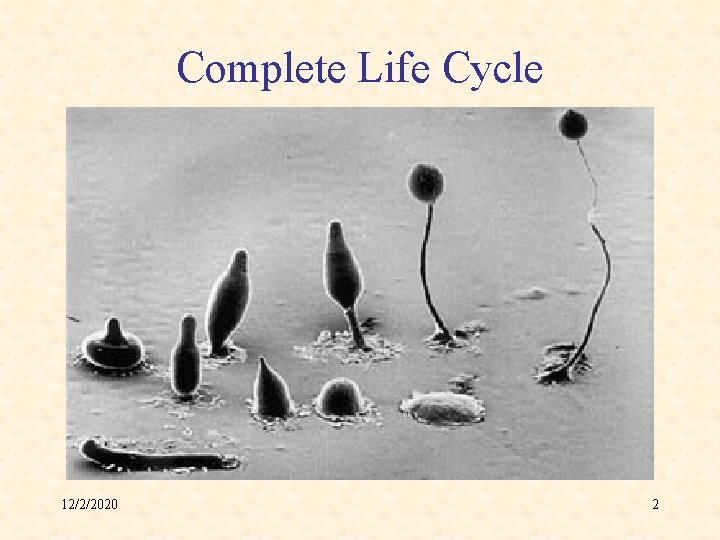 Complete Life Cycle 12/2/2020 2 