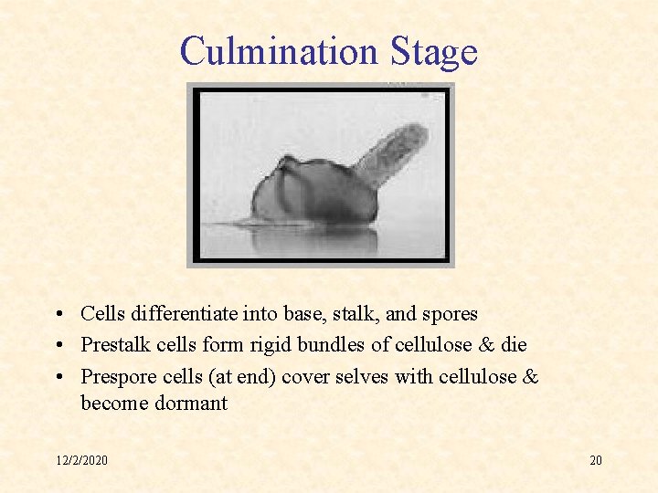 Culmination Stage • Cells differentiate into base, stalk, and spores • Prestalk cells form