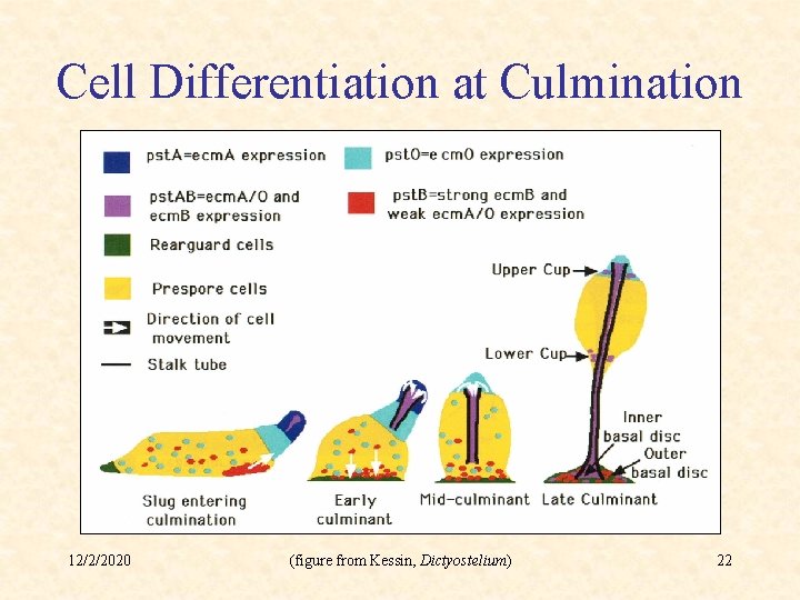 Cell Differentiation at Culmination 12/2/2020 (figure from Kessin, Dictyostelium) 22 