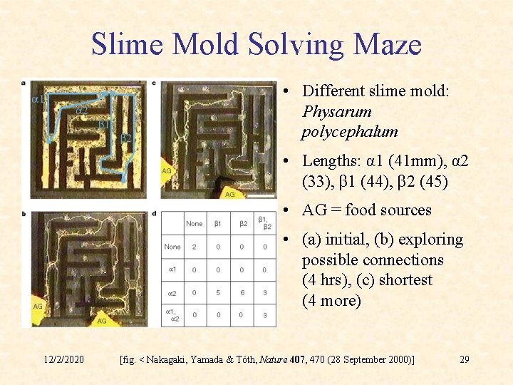 Slime Mold Solving Maze • Different slime mold: Physarum polycephalum • Lengths: α 1