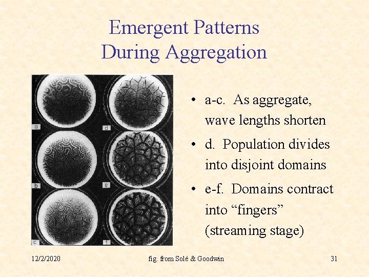 Emergent Patterns During Aggregation • a-c. As aggregate, wave lengths shorten • d. Population