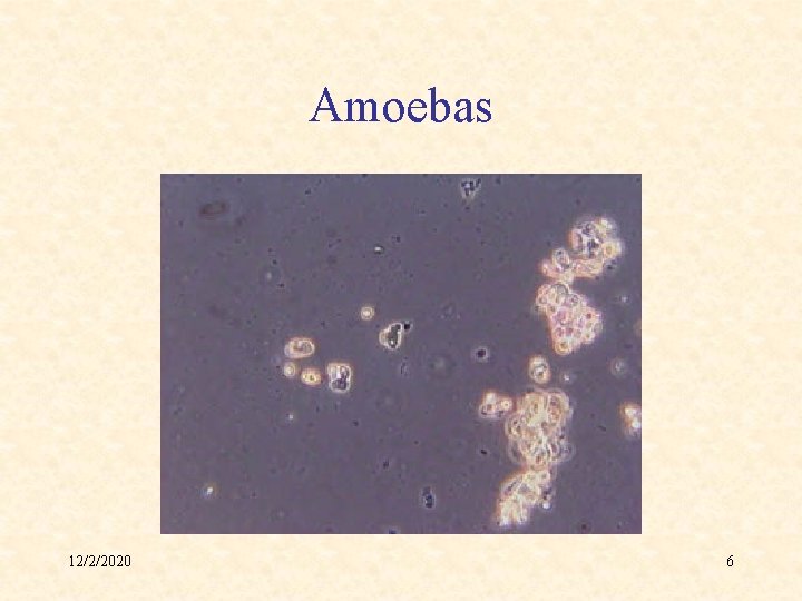 Amoebas 12/2/2020 6 