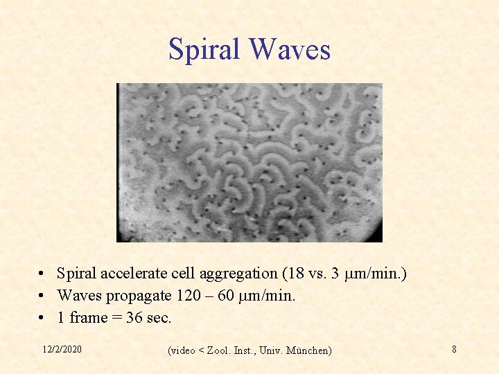 Spiral Waves • Spiral accelerate cell aggregation (18 vs. 3 mm/min. ) • Waves