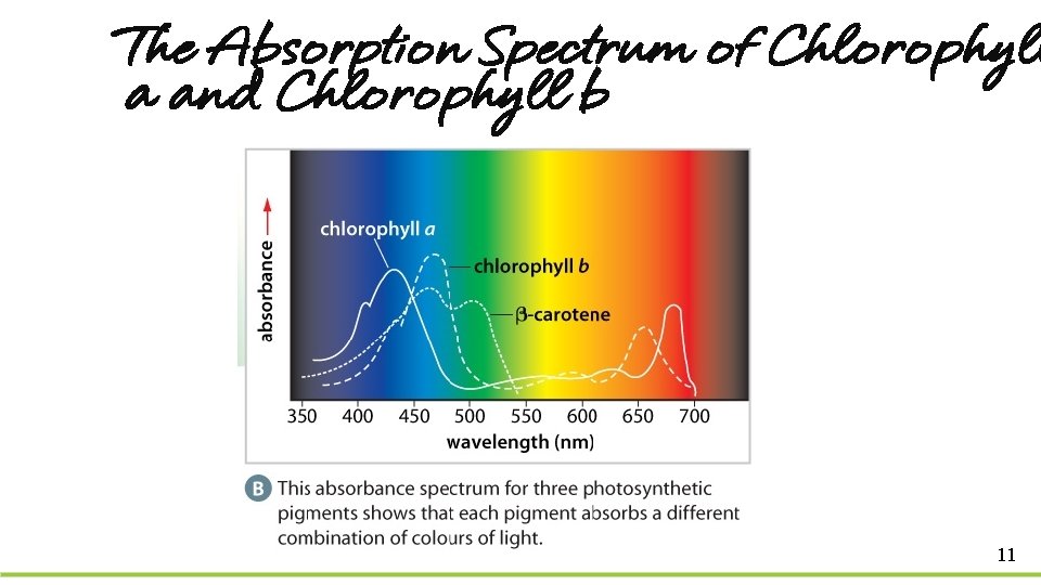 The Absorption Spectrum of Chlorophyll a and Chlorophyll b 11 
