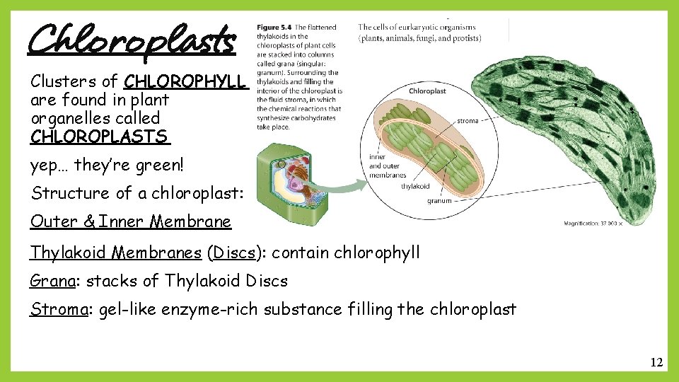 Chloroplasts Clusters of CHLOROPHYLL are found in plant organelles called CHLOROPLASTS yep… they’re green!