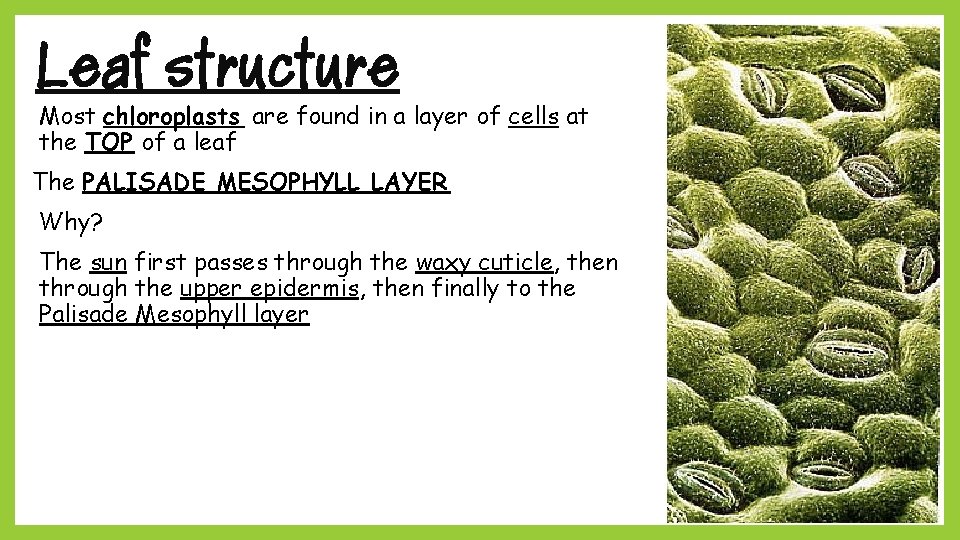 Leaf structure Most chloroplasts are found in a layer of cells at the TOP