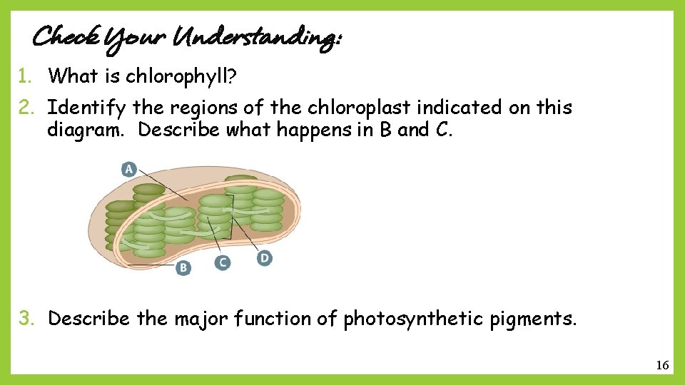 Check Your Understanding: 1. What is chlorophyll? 2. Identify the regions of the chloroplast