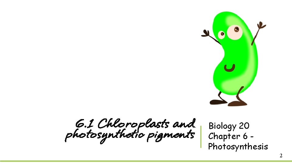 6. 1 Chloroplasts and photosynthetic pigments Biology 20 Chapter 6 Photosynthesis 2 