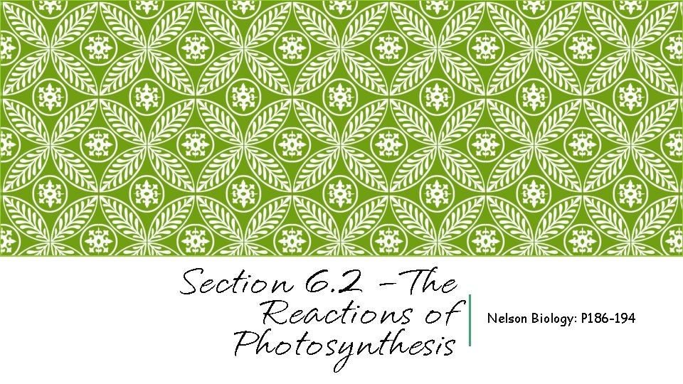 Section 6. 2 – The Reactions of Photosynthesis Nelson Biology: P 186 -194 