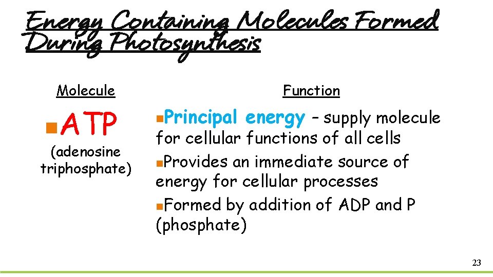 Energy Containing Molecules Formed During Photosynthesis Molecule n ATP (adenosine triphosphate) Function n Principal