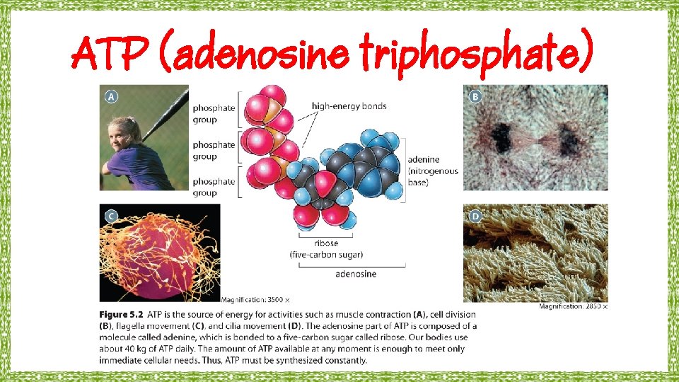 ATP (adenosine triphosphate) 