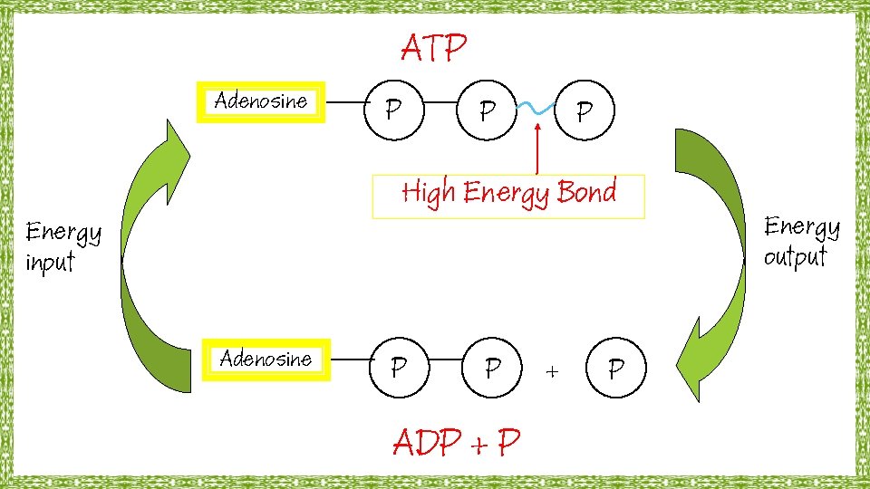 ATP Adenosine P P P High Energy Bond Energy input Adenosine P P ADP