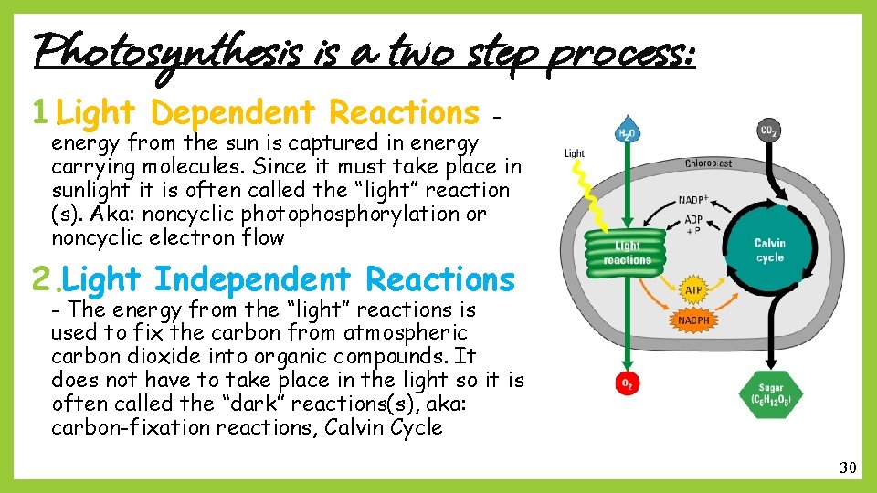 Photosynthesis is a two step process: 1. Light Dependent Reactions - energy from the
