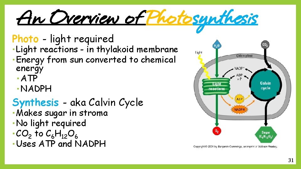 An Overview of Photosynthesis Photo - light required Light reactions - in thylakoid membrane