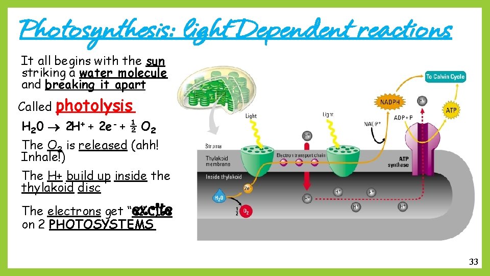 Photosynthesis: light Dependent reactions It all begins with the sun striking a water molecule