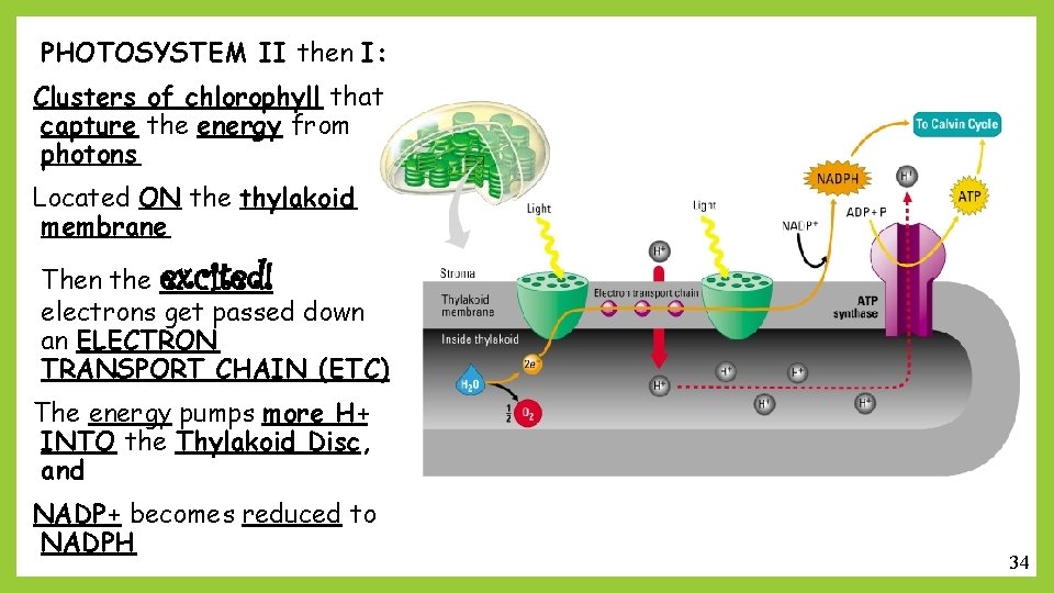 PHOTOSYSTEM II then I: Clusters of chlorophyll that capture the energy from photons Located