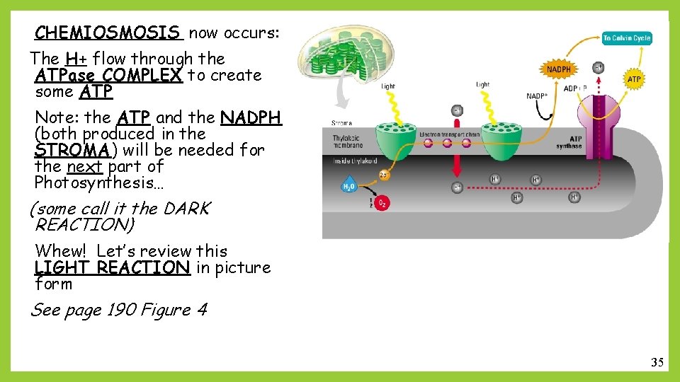 CHEMIOSMOSIS now occurs: The H+ flow through the ATPase COMPLEX to create some ATP