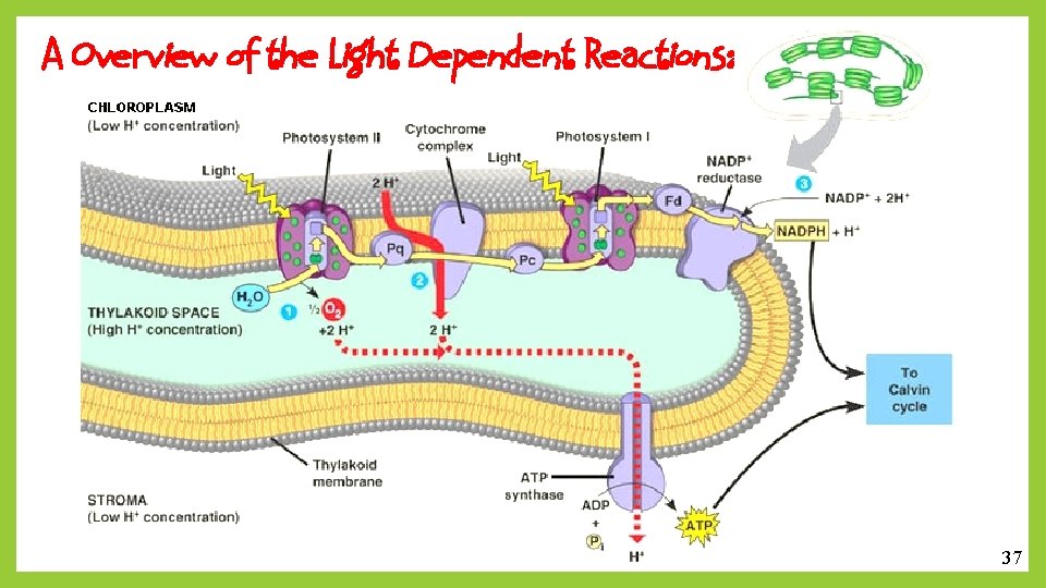 A Overview of the Light Dependent Reactions: 37 