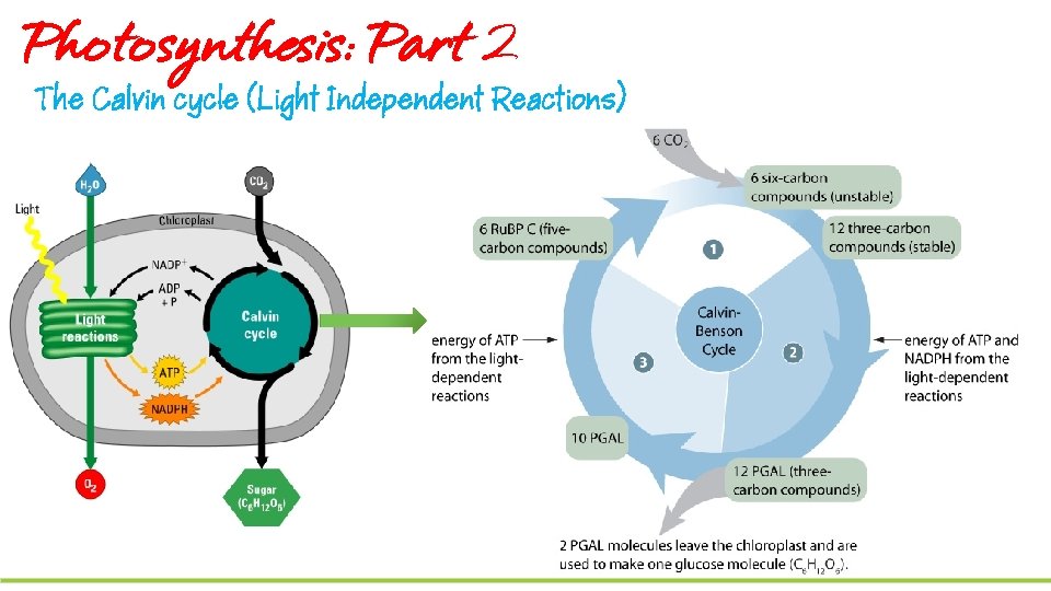 Photosynthesis: Part 2 The Calvin cycle (Light Independent Reactions) 38 