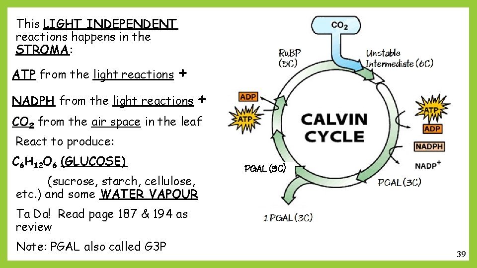 This LIGHT INDEPENDENT reactions happens in the STROMA: ATP from the light reactions +